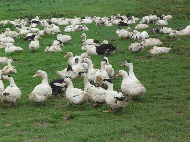 Ferme Déesse G - canards dans le prè