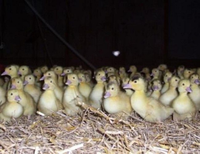 Ferme Deesse des Gourmets - canetons