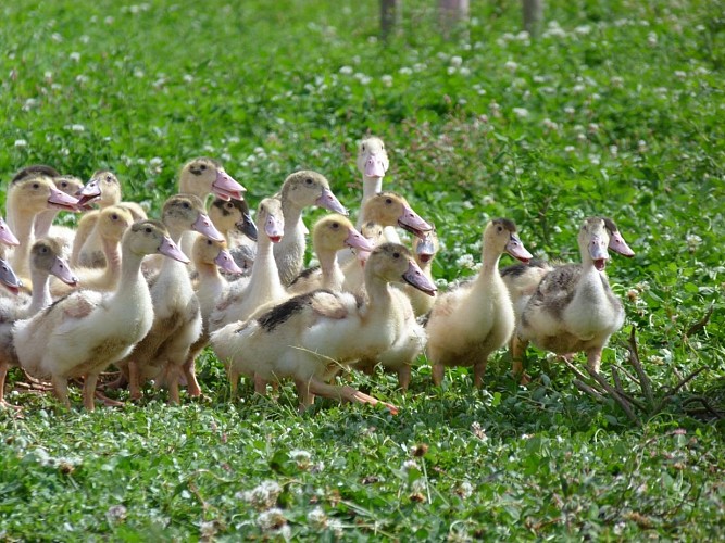 La Ferme Darrigade