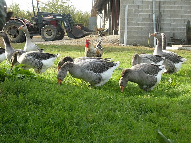 Ferme Pélerin