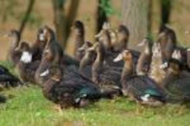 OTPT_SCEADuTiton_Souprosse_01