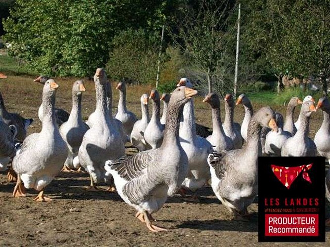 La-tradition-landaise-BelusTG