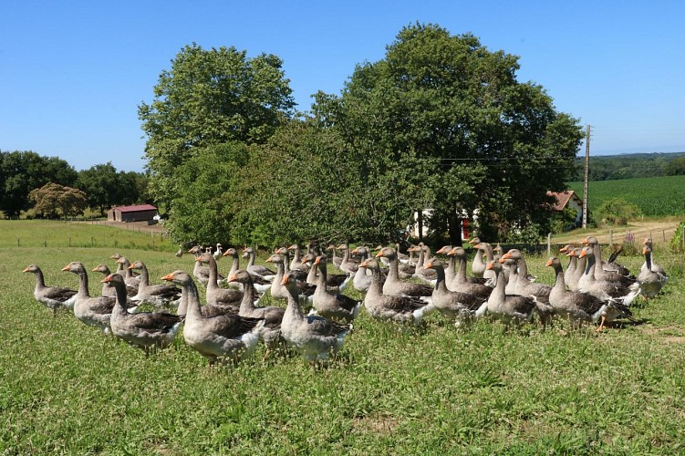 La_tradition_landaise_production_oies_31