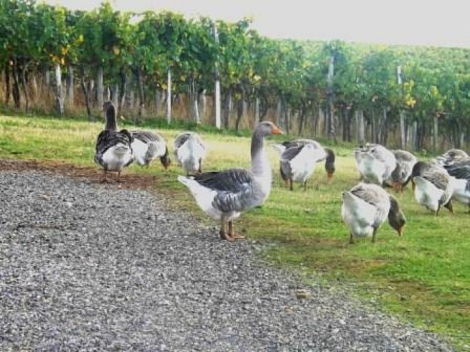 LaTraditionLandaise04-Bélus_OTPaysdOrthe