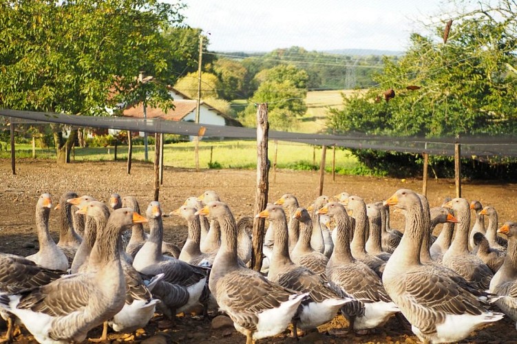 La Tradition Landaise