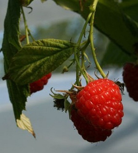 Les Framboises du Tursan