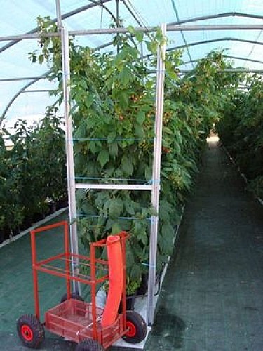 Les Framboises du Tursan