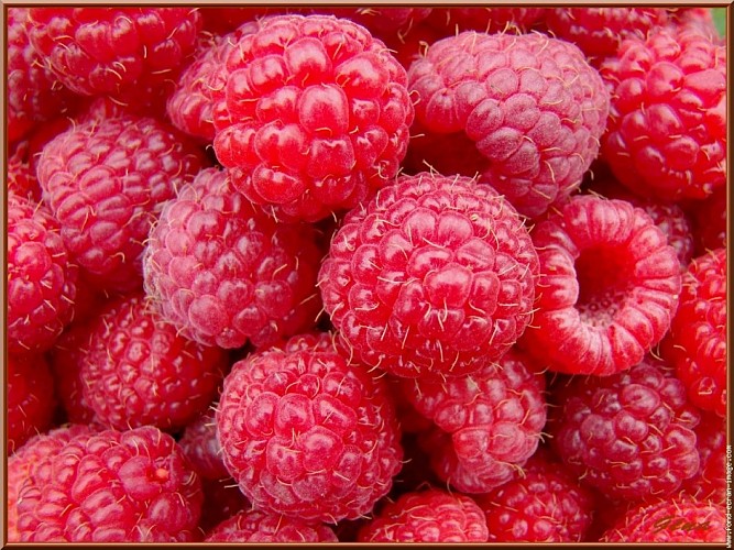 framboise_2