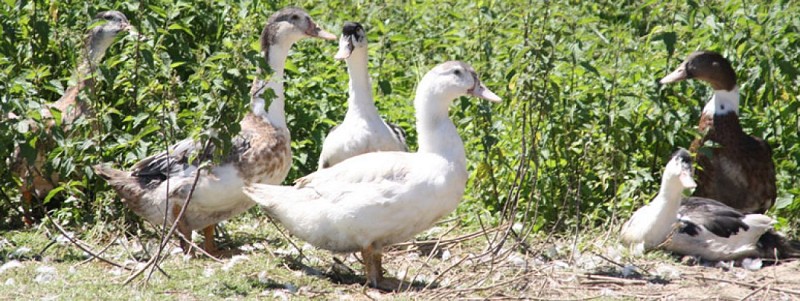 terroir-tradition-elevage-canards (775x291)