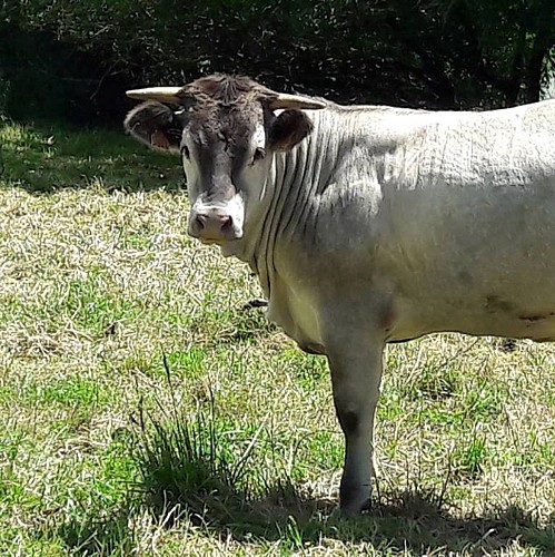 Vaches Gibelle