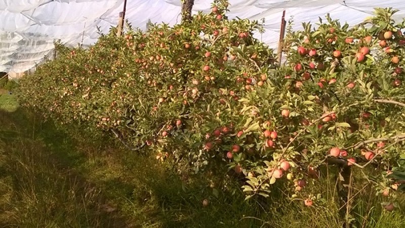 cconfluent_deg_domainedelagouttedor_pruniers