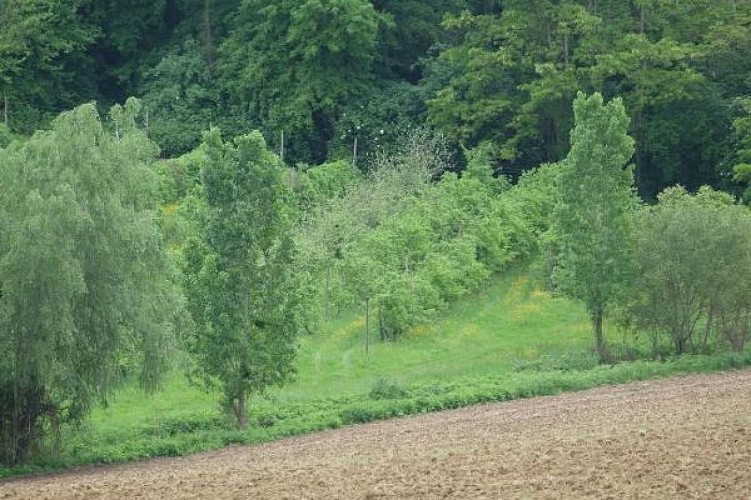 cconfluent_deg_domainedelagouttedor_vuegenerale