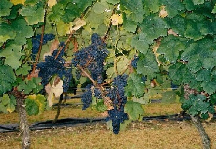 Domaine de Rhodes Hautes_Vigne_Le Laussou