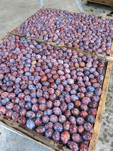 prune d'Ente Bérino-Martinet Ferme et Musée du Pruneau