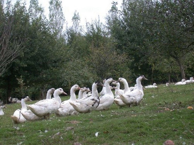La Ferme de Michaumaille