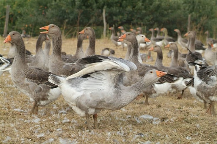 OT VILLEREAL - Ferme de Michaumaillé - oies 2