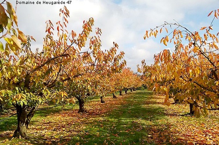 Domaine-de-Heugarede-3