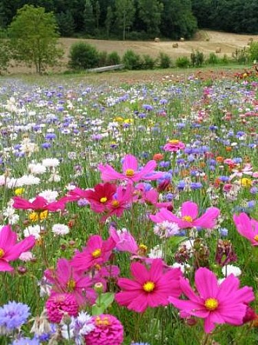 GAEC La ferme d'Al Souysse