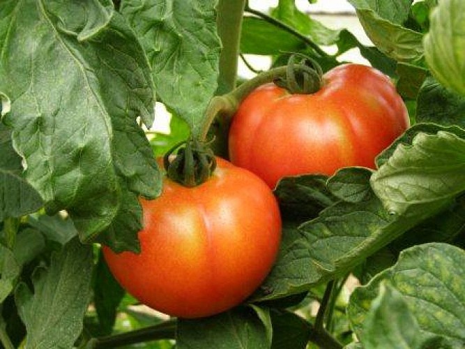 GAEC La ferme d'Al Souysse