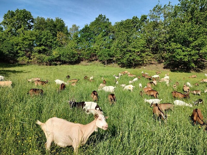 Parranquet_Ferme de Tendou (2)