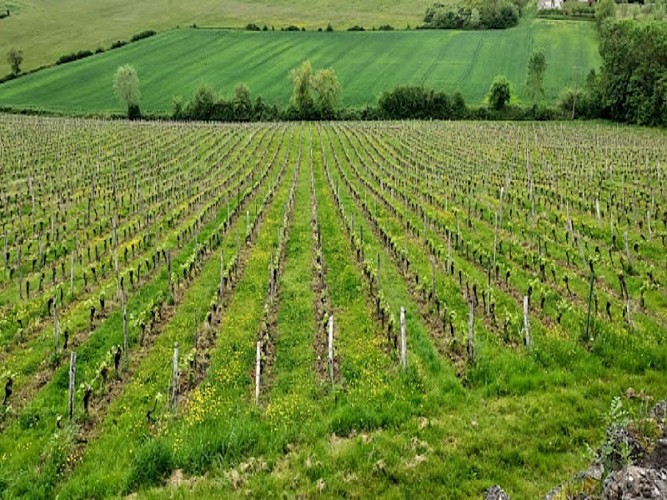 chateau-sauvagneres-sainte-colombe-en-brulhois-destination-agen-tourisme