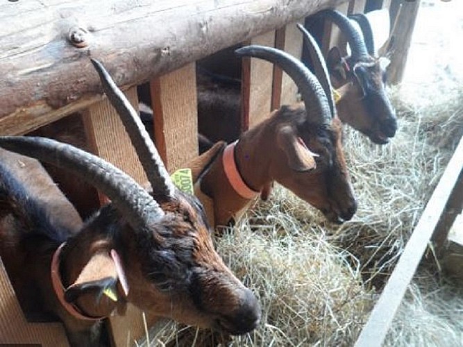 ferme-lou-cornal-saint-pierre-de-clairac-destination-agen-tourisme