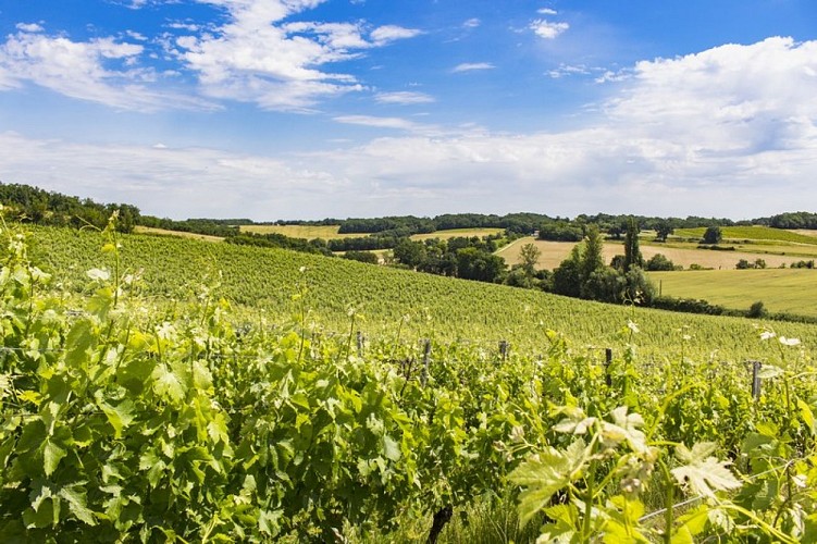 Domaine-Calbo--Albret-Tourisme-20-