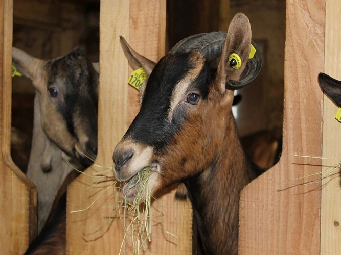 ccccp_deg_ferme des maguettes_chèvres