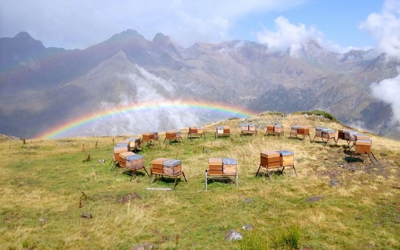 MIELLERIE-AAS-1440miellerie6