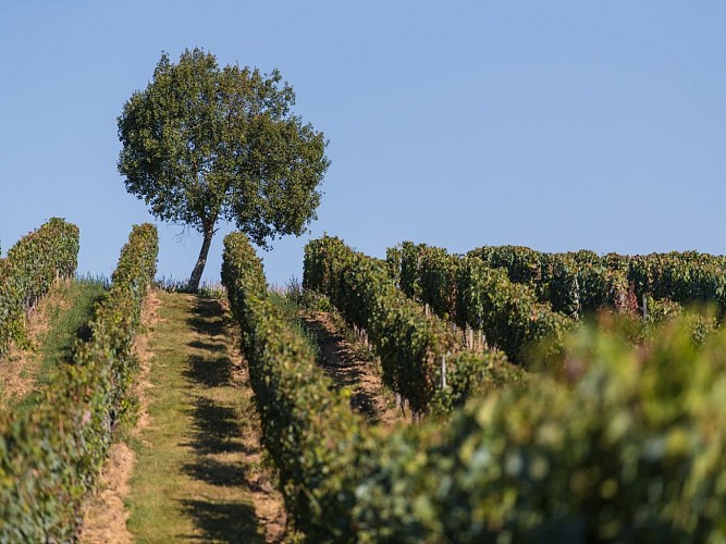 Aydie Domaine Damiens crédit Damiens mars 2022 (21)