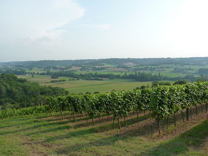 Domaine Mesté Bertrand vignes Castillon cph SMT Nord Béarn 2