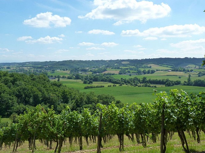 vigne mesté bertrand 2 - Copie