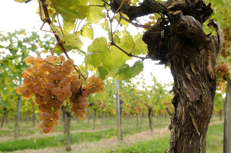 Domaine capdevielle monein 2