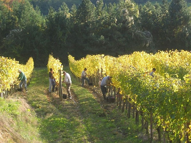 Domaine guirardel 7 [HDTV (1080)]