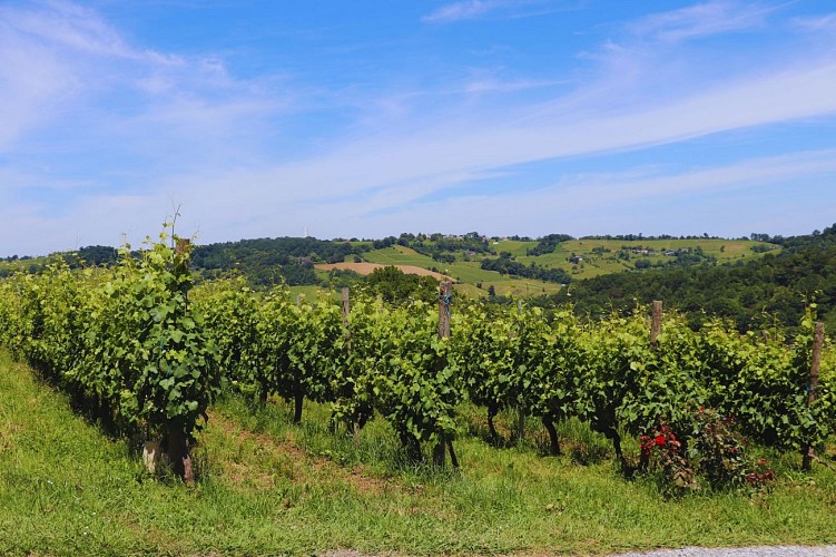 Domaine Montesquiou Vignes2