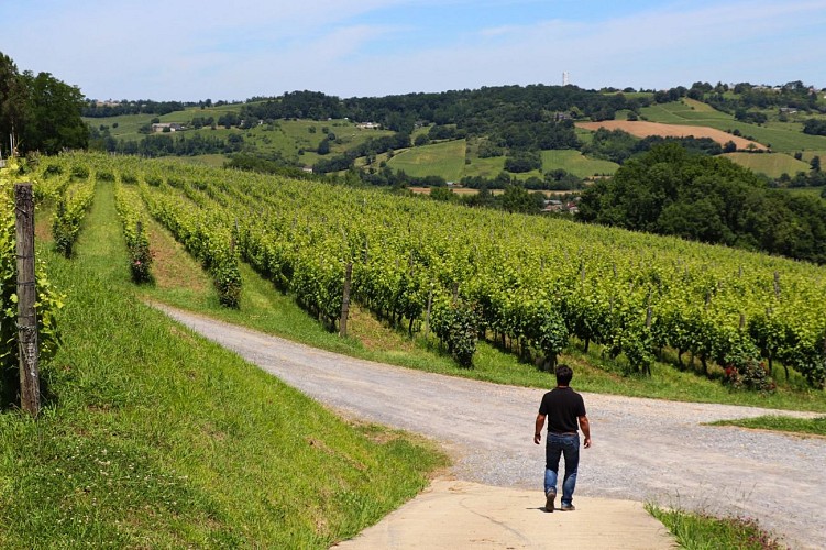 Domaine Montesquiou Vignes1