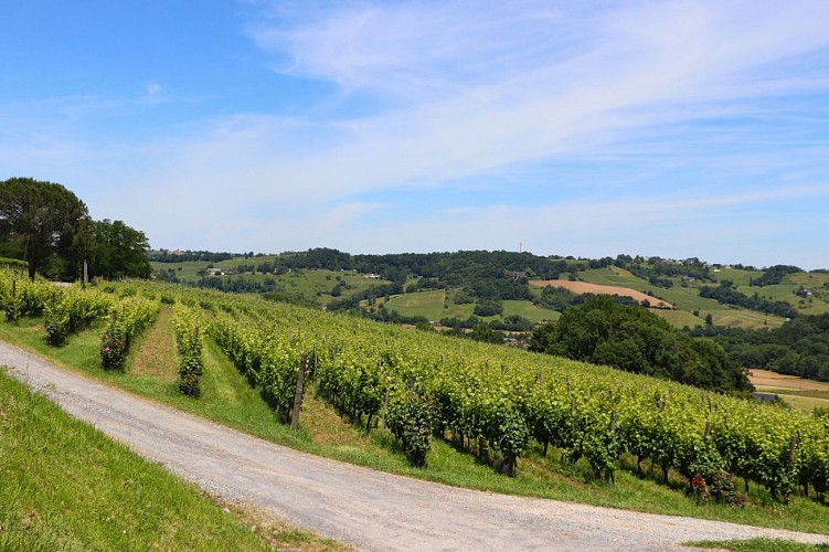 Domaine Montesquiou Vignes