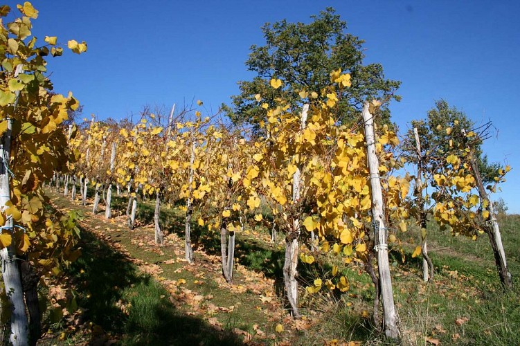 domaine Reyau - la vigne