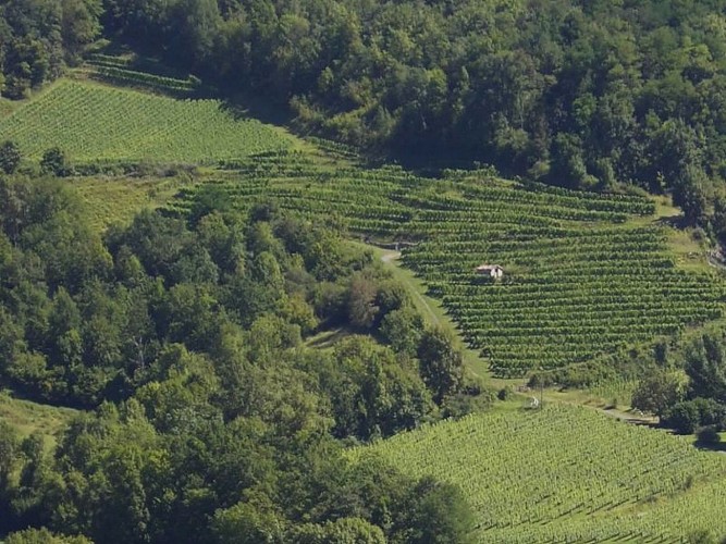 Domaine Ilarria - Irouleguy vignes