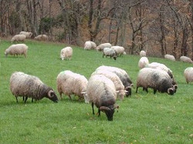 Ferme Luisenea Mocho - brebis