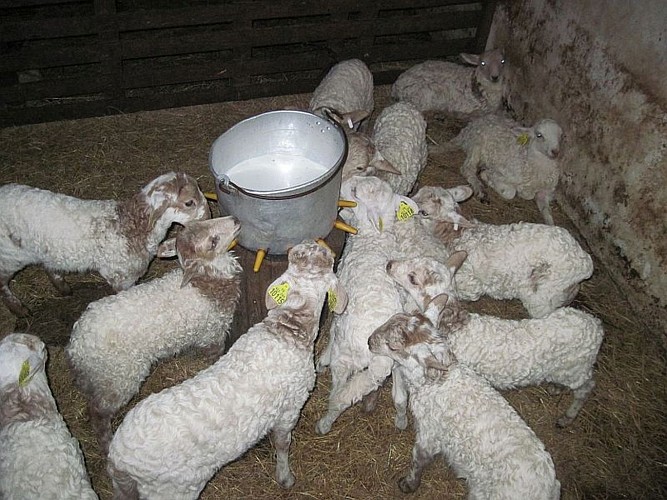 Gaec TAMBOURIN - agneaux