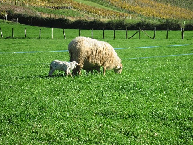 Gaec TAMBOURIN - brebis