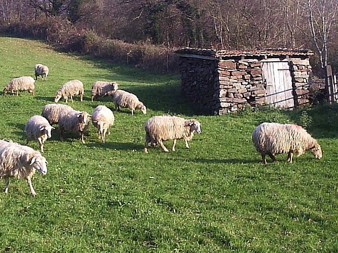 Gaec TAMBOURIN - brebis 1