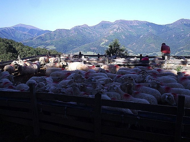 Gaec TAMBOURIN - troupeaux