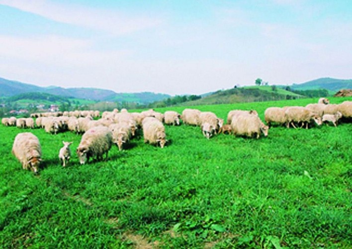 Fromages ALDAX - brebis