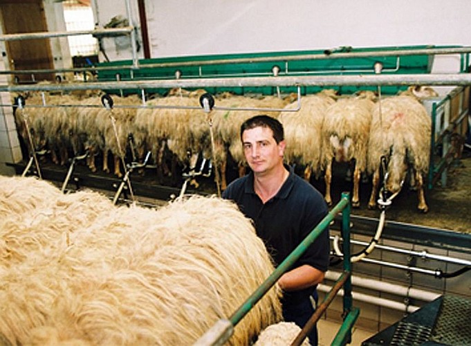 Fromages ALDAX - traite brebis