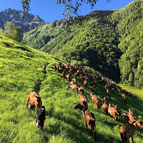 Les chèvres pacagent tous les jours en montagne 