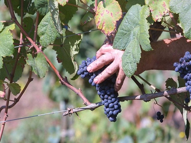 Domaine Abotia - raisin main - Ispoure