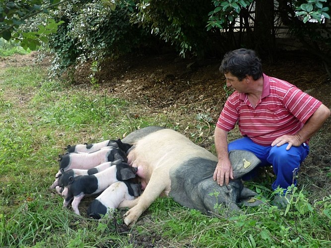 ferme Arleia 64120 Porcs basque kintoa (1)