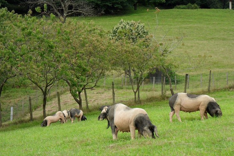 ferme Arleia 64120 Porcs basque kintoa (4)